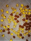 Las bandejas de secado plásticas de la medicina de la categoría alimenticia con los agujeros pueden apilar, sequedad eficiente