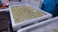 Piezas de máquina de llenado de cápsulas de piezas de repuesto de encapsulación de gelatina blanda/rollo de troquel