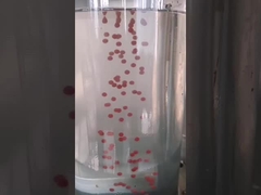 Máquina de la encapsulación de Olive Oil 13kw Softgel del aceite de Canabis